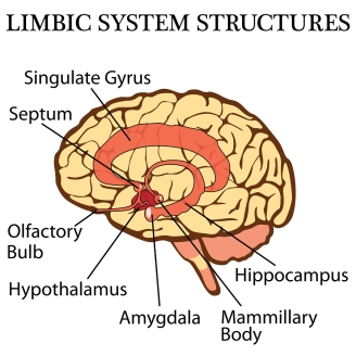 Brain's limbic system vector