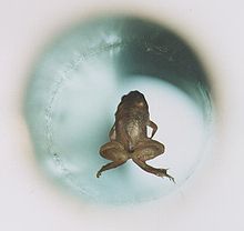 220px-Frog_diamagnetic_levitation
